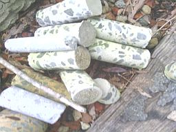 Concrete 2" core from core drilling a concrete wall. concrete 2" cores